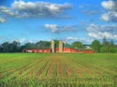viticulture